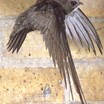 Common Swift