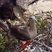 Red-footed Booby