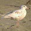 Glaucous Gull