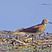 Sharp-tailed Sandpiper