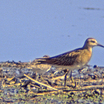 Sharp-tailed Sandpiper