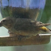 Red Crossbill