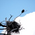Bald Eagle in Yellowstone