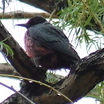 Lewis's Woodpecker