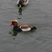 Red-crested Pochard