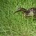 American Bittern