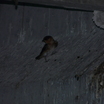 Cave Swallow