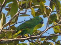 young bird