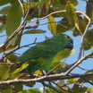 Blue-fronted Parrot