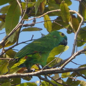 young bird