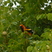 Spot-breasted Oriole