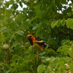 Spot-breasted Oriole