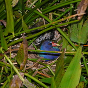 adult and young returning to nest to roost.