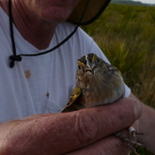 one for the few remaining Florida Grasshopper Sparrows at Avon Park Air Force Range, FL and the world.