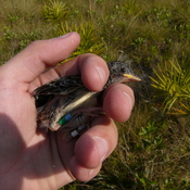 fledge day Florida Grasshopper Sparrow with its brand-new bands.
