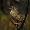 Grasshopper Sparrow