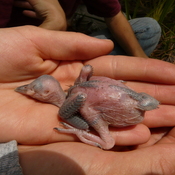 nestling @ Avon Park Air Force Range, FL