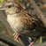 Bachman's Sparrow