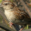 Bachman's Sparrow