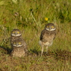 little guys