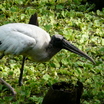 corkscrew swamp, FL