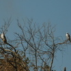 first recorded nesting pair of WTKI on Avon Park Air Force Range, FL.