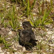 on nest