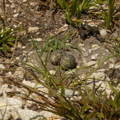nest
