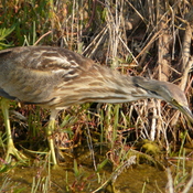 Merritt Island, FL