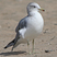 California Gull