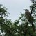 Long-tailed Mockingbird
