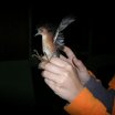 White-throated Crake