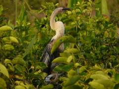nestling