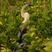Anhinga