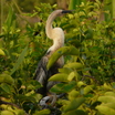 Anhinga
