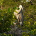 adult @ nest

