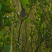 Seaside Sparrow