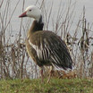blue phase snow goose.   unfortuneately, this site doesnt allow you to list it as such, only as a snow goose