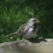 Harris's Sparrow