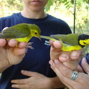 female and male HOWA