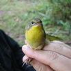 female