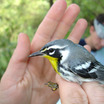 Yellow-throated Warbler