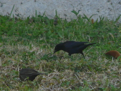 @ the visitors station in Flamingo in the everglades in a flock of BHCO.