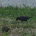 Shiny Cowbird