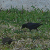 @ the visitors station in Flamingo in the everglades in a flock of BHCO.
