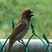 Nutmeg Mannikin