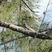 Antillean Nighthawk