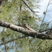 Antillean Nighthawk