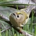 Goldcrest