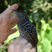 Barred Antshrike